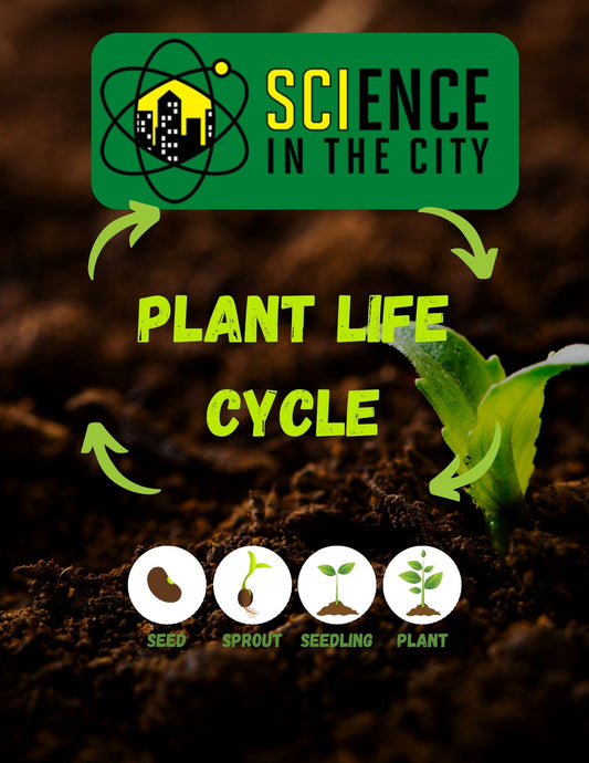 Plant Life Cycle Worksheet